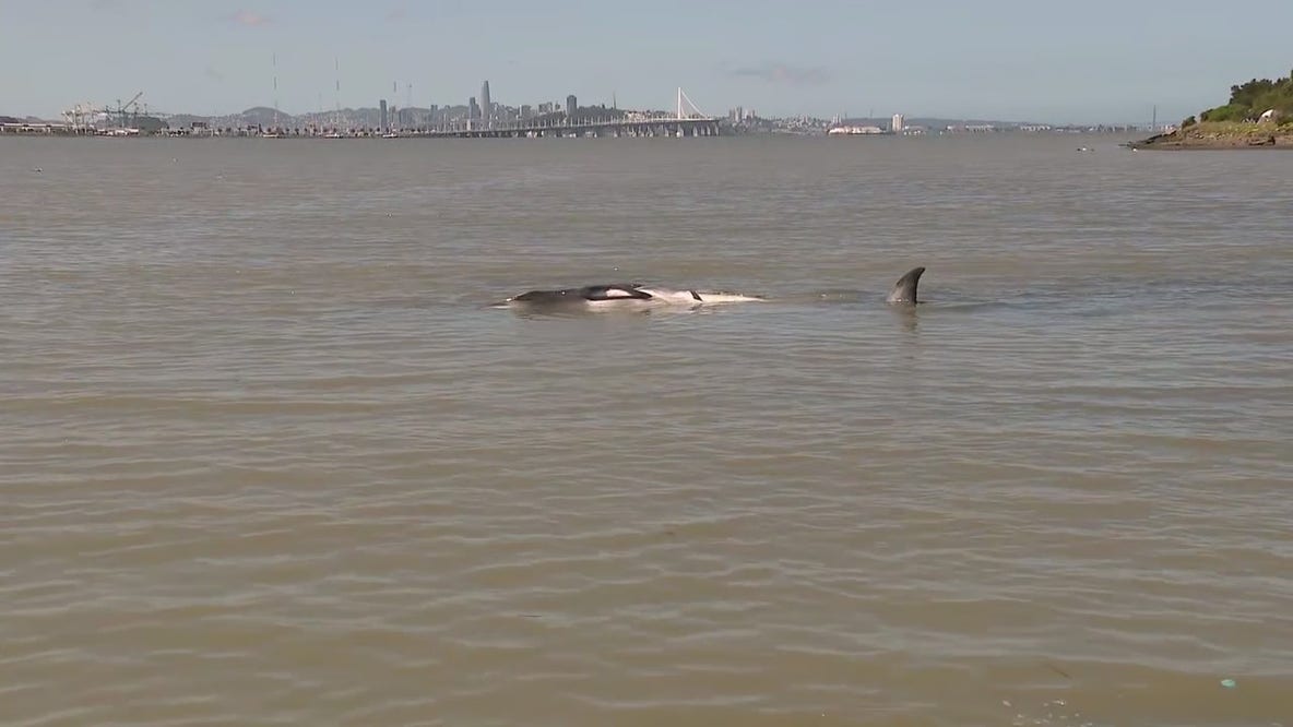Emeryville whale sighting